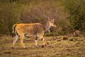 066 Masai Mara, elandantilope